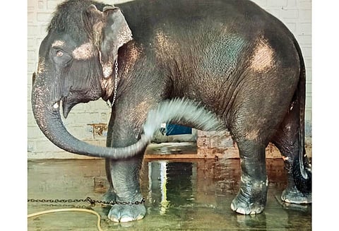 சுட்டெரிக்கும் வெயில், தினமும் 2 மணி நேரம் ஆனந்த குளியல் போடும் ஆண்டாள் கோவில் யானை