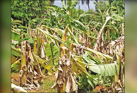 மாவட்டத்தில் பரவலாக மழை சூறைக்காற்றில் வாழைகள் சேதம்