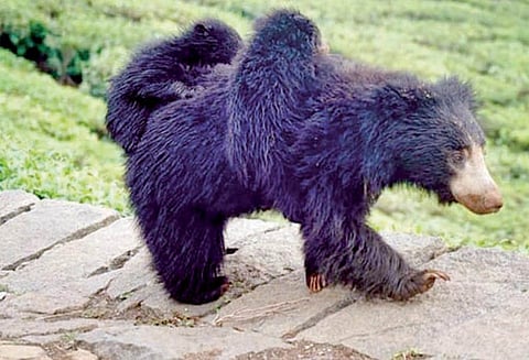 கோத்தகிரி அருகே, முதுகில் குட்டிகளை சுமந்தவாறு தேயிலை தோட்டத்தில் உலா வரும் கரடி - கூண்டு வைத்து பிடிக்க கோரிக்கை