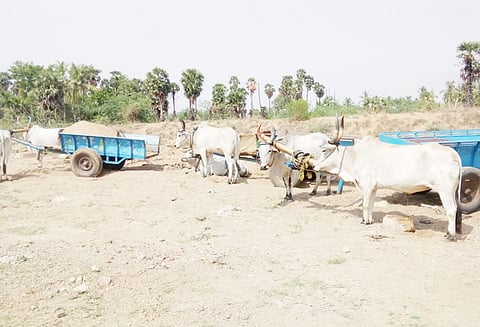 வெள்ளாற்று பகுதியில் மணல் திருட்டில் ஈடுபட்ட மாட்டு வண்டிகள் சிறைபிடிப்பு