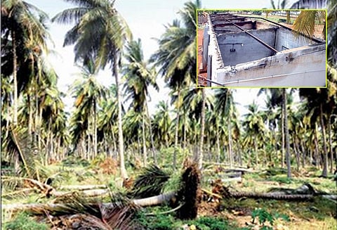 பொங்கலூர் பகுதியில்சூறாவளி காற்றில் 300 மரங்கள் முறிந்து விழுந்தன