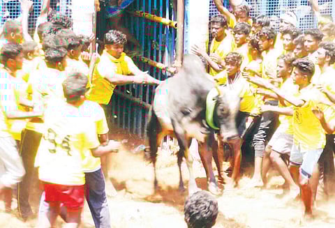 அல்லித்துறையில் ஜல்லிக்கட்டு: மாடுகள் முட்டியதில் 24 பேர் காயம் தேர்தல் நடத்தை விதிமுறையால் பரிசுகள் வழங்கப்படவில்லை