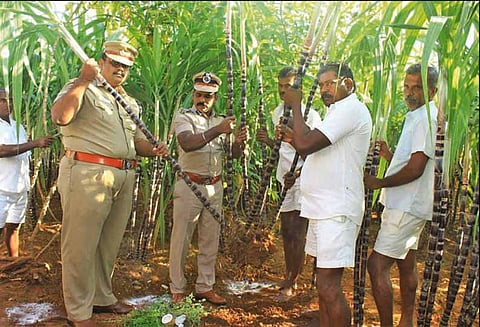 பாளையங்கோட்டை மத்திய சிறையில் கைதிகள் விளைவித்த கரும்பு அறுவடை - டி.ஐ.ஜி. பழனி தொடங்கி வைத்தார்