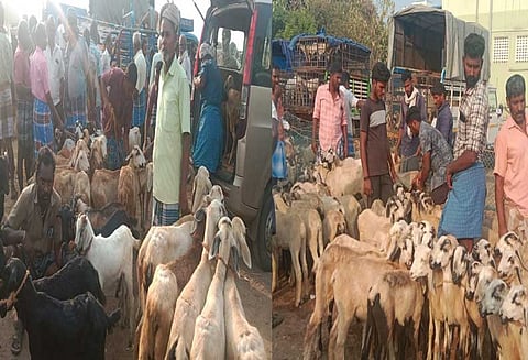 உளுந்தூர்பேட்டையில் ரூ.3 கோடிக்கு ஆடுகள் விற்பனை: வியாபாரிகள் மகிழ்ச்சி!