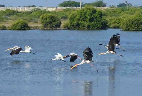 பறவைகள் கணக்கெடுப்பு பணி
