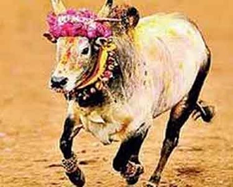 பொங்கலூரில் காளை மாடுடன் வந்து இளைஞர்கள் ஜல்லிக்கட்டுக்கு ஆதரவு