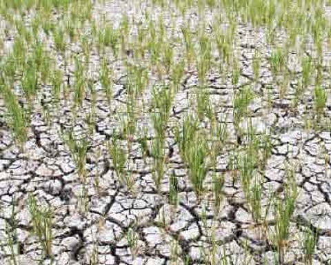 திண்டுக்கல் மாவட்டம் முழுவதும் வறட்சியால் பாதித்த பயிர்கள் குறித்து கணக்கெடுப்பு பணி தீவிரம்