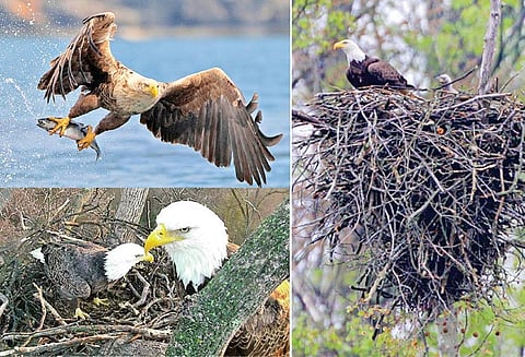 உலகின் பொது சுகாதார தோழன் “கழுகு”