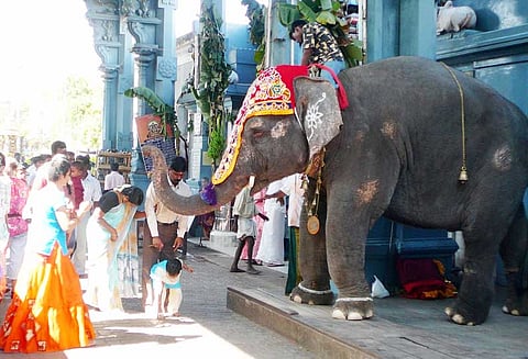பீட்டா புகார் மணக்குள விநாயகர் கோவில் யானையை காட்டில் விட கிரண்பேடி உத்தரவு