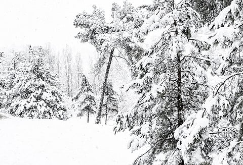 காஷ்மீரில் பனிச்சரிவில் சிக்கி ராணுவ அதிகாரி உள்பட 7 பேர் சாவு