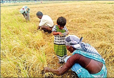 கால்நடைகளுக்கு தீவனமாகும் கருகிய பயிர்கள்