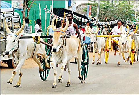 2 ஆண்டுகளுக்கு பின்னர் கல்லலில் நடந்த மாட்டுவண்டி பந்தயம்