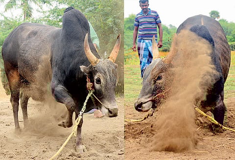அலங்காநல்லூர், பாலமேடு ஜல்லிக்கட்டில் பங்கேற்கும் காளைகளுக்கு தீவிர பயிற்சி