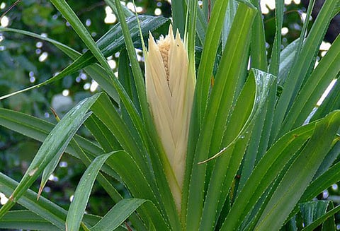 சிவ பூஜையில் தாழம்பூ