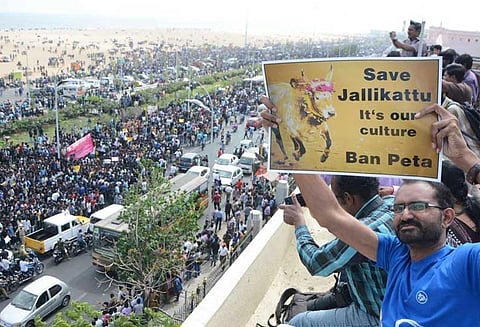 ஜல்லிக்கட்டு சட்டத்திற்கு எதிராக பீட்டா சுப்ரீம் கோர்ட்டு செல்கிறது