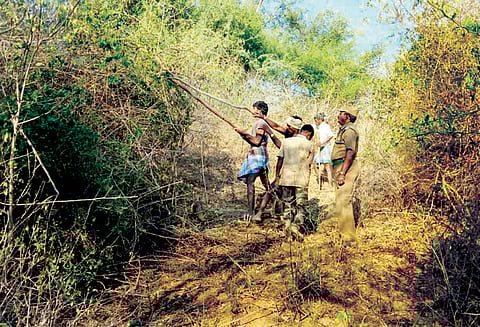தர்மபுரி வனக்கோட்ட பகுதியில் 20 கிலோ மீட்டர் தொலைவிற்கு தீத்தடுப்பு பாதை அமைப்பு வனத்துறையினர் நடவடிக்கை