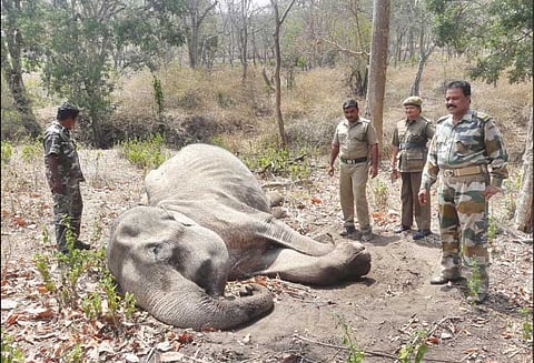 நீலகிரி மாவட்டத்தில் கடும் வறட்சி முதுமலை புலிகள் காப்பக பகுதியில் 3 யானைகள் சாவு