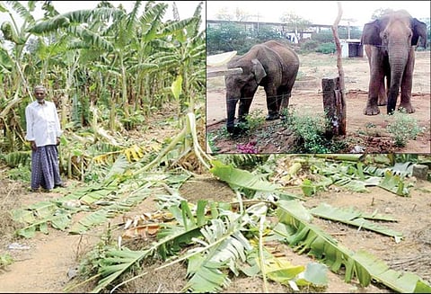 கோவை அருகே வாழைத்தோட்டத்துக்குள் புகுந்து காட்டு யானைகள் அட்டகாசம்