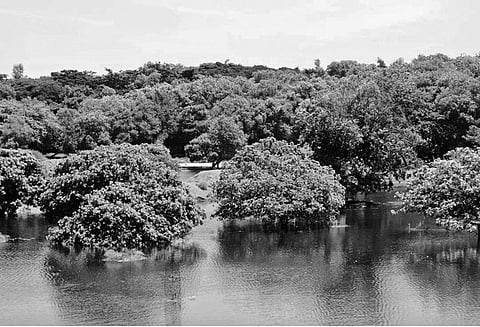 வண்டலூர் உயிரியல் பூங்காவில் உள்ள ஓட்டேரி ஏரிக்கு 3 ஆயிரம் பறவைகள் வருகை