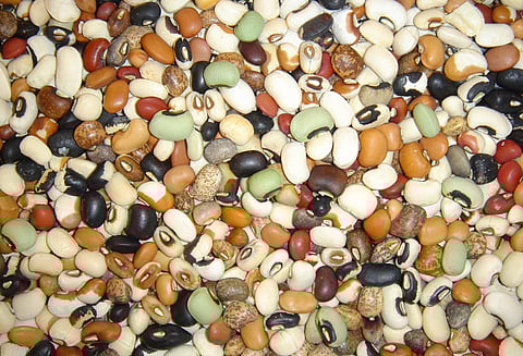 வறட்சியை தாங்கி வளரும் வகையில் விதைகளின் மரபணுவை மாற்றும் ஆய்வு தொடக்கம்