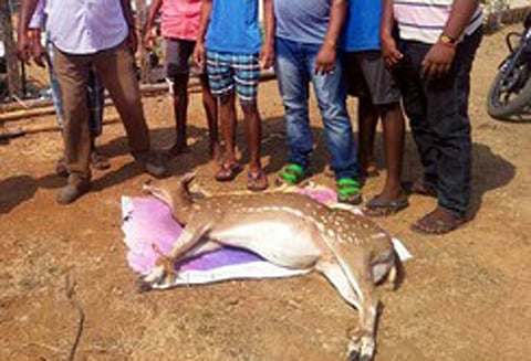 கூடுவாஞ்சேரி அருகே குடியிருப்பு பகுதிக்குள் புகுந்த புள்ளி மான் மீட்பு