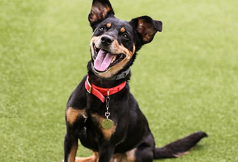 நாய்க்கு மரண தண்டனை: பாகிஸ்தானின் பஞ்சாப் மாகாணத்தில் வித்தியாசமான தீர்ப்பு