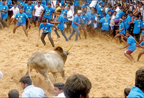 ஜல்லிக்கட்டில் சீறிப்பாய்ந்த 261 காளைகள் வீரர்களுக்கு தங்கம்-வெள்ளி காசுகள் பரிசு