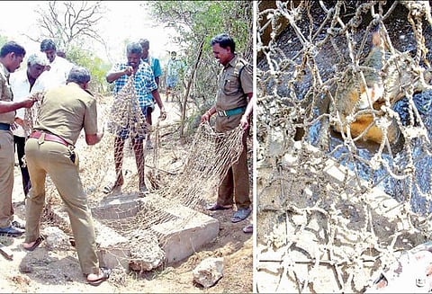 கால்வாய் குழாய்க்குள் சிறுத்தைப்புலி புகுந்ததாக பரபரப்பு விரித்த வலையில் காட்டுப்பூனை சிக்கியது