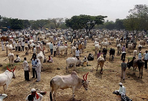 இறைச்சிக்காக மாடுகளை விற்க தடை விதிப்பு: மத்திய அரசின் நடவடிக்கைக்கு தமிழகத்தில் கடும் எதிர்ப்பு