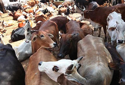 பசுவதை தடை சட்டத்தை மத்திய அரசு திரும்ப பெற வேண்டும் அனைத்து கட்சி தலைவர்கள் கூட்டறிக்கை