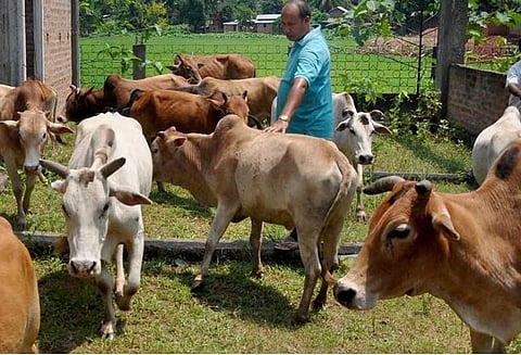 இறைச்சிக்காக மாடுகளை விற்க கூடாது என்ற உத்தரவை பின்பற்ற மாட்டோம்: திரிபுரா அரசு