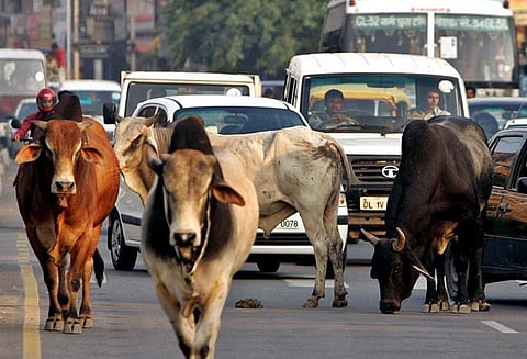 உத்தரபிரதேசத்தில் போலீஸ் ஜீப் பசுவை பாதுகாக்க முயற்சித்த போது பெண் உயிரிழப்பு