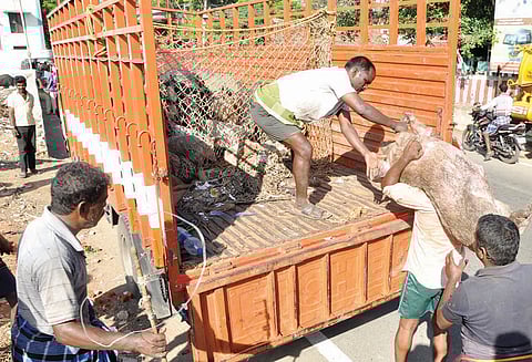 நாகர்கோவிலில் சுற்றித்திரிந்த 24 பன்றிகள் வலை விரித்து பிடிக்கப்பட்டன