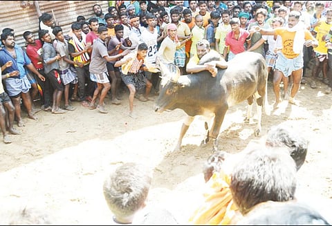 கிராமத்தில் ஜல்லிக்கட்டு காளை முட்டியதில் ஒருவர் பலி 50 பேர் காயம்