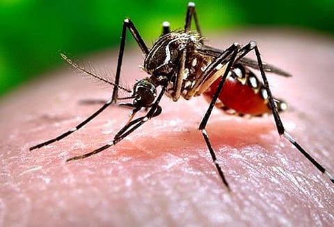 டெங்கு காய்ச்சலை தடுக்க கடும் நடவடிக்கை