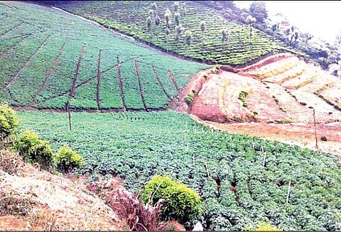 நிலையான விலையால் உருளைக்கிழங்கு சாகுபடிக்கு விவசாயிகள் ஆர்வம்