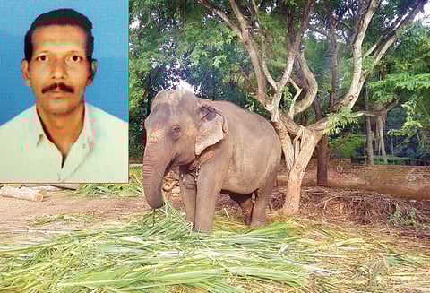 மது போதையில் யானையிடம் குறும்பு: துதிக்கையால் தூக்கி வீசியதில் லாரி டிரைவர் சாவு