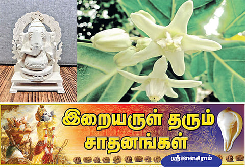 4.புண்ணியத்தை பெருக்கும் வெள்ளெருக்கு