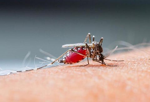 சென்னை மாநகராட்சி பள்ளியில் டெங்கு காய்ச்சல் விழிப்புணர்வு முகாம்