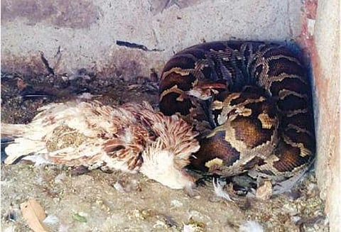 கூண்டுக்குள் புகுந்த மலைப்பாம்பு 2 கோழிகளை விழுங்கியது நகர முடியாமல் திக்குமுக்காடியதால் மீண்டும் கக்கியது