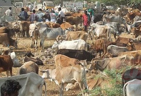 இறைச்சிக்காக மாடுகளை விற்பனை செய்யும் விவகாரம்