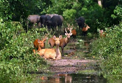 வெள்ளத்தால் காசிரங்கா பூங்கா கடுமையாக பாதிப்பு, 140 விலங்குகள் இறந்தன