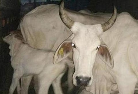 பசு என நினைத்து கழுதையை ஏற்றி சென்றவர்களை தாக்கிய பசு பாதுகாலவர்கள்!