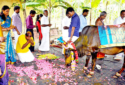 19 வகை சீர்வரிசைகளுடன் பசு மாட்டுக்கு வளைகாப்பு நடத்திய இயற்கை விவசாயி