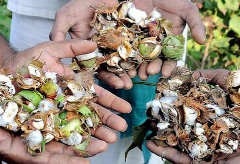 பூச்சிக்கொல்லி மருந்தில் விஷம்: 18 விவசாயிகள் உயிரிழப்பு, விசாரணைக்கு மராட்டிய அரசு உத்தரவு