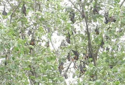 வவ்வால்களுக்கு வாழ்வளித்து பட்டாசு வெடிக்காமல் தீபாவளி கொண்டாடும் கிராம மக்கள்