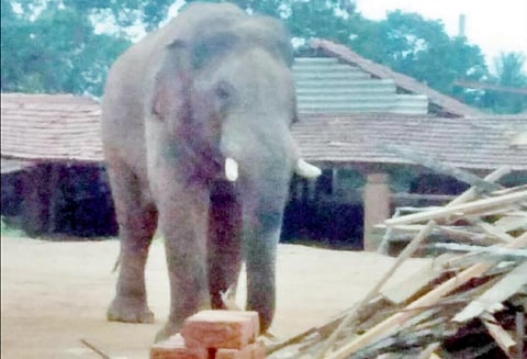 செங்கல் சூளைக்குள் புகுந்த காட்டுயானை வனப்பகுதிக்குள் விரட்டியடிப்பு