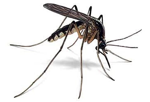 சென்னை மெட்ரோ ரெயில் நிறுவனத்தில் டெங்கு நோய் விழிப்புணர்வு முகாம்