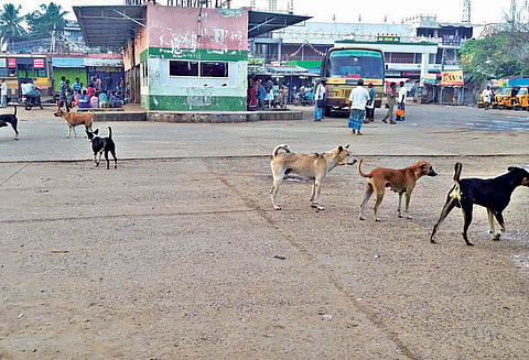 சிங்கம்புணரி பஸ் நிலையத்தில் வெறிநாய்கள் தொல்லை கட்டுப்படுத்த வலியுறுத்தல்