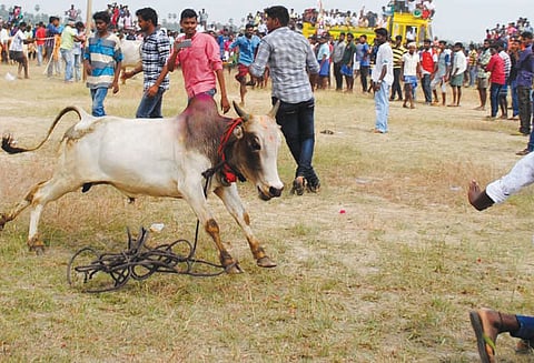 மஞ்சுவிரட்டு: சீறிப்பாய்ந்த காளைகள் முட்டியதில் 32 பேர் காயம்